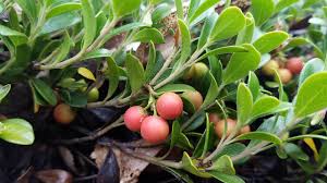 Attēlu rezultāti vaicājumam “Arctostaphylos uva-ursi fruit”