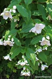 Attēlu rezultāti vaicājumam “Philadelphus coronarius leaf”