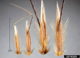 Attēlu rezultāti vaicājumam “Avena sativa fruit”