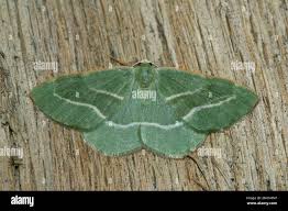 Attēlu rezultāti vaicājumam “Hylaea fasciaria”