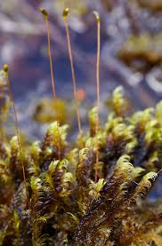 Attēlu rezultāti vaicājumam “Warnstorfia fluitans”