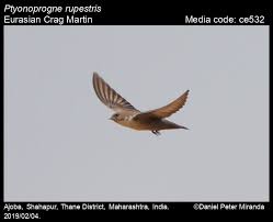 Image result for Ptyonoprogne rupestris