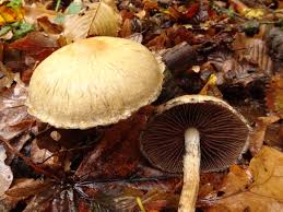 Attēlu rezultāti vaicājumam “Psathyrella lacrymabunda”