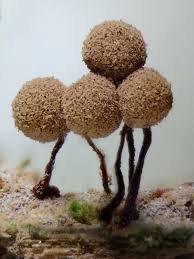 Attēlu rezultāti vaicājumam “Cribraria intricata spores”