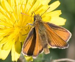Attēlu rezultāti vaicājumam “Thymelicus lineola male”