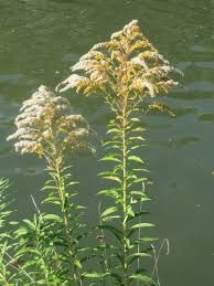 Attēlu rezultāti vaicājumam “Solidago canadensis”