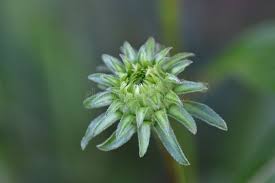 Attēlu rezultāti vaicājumam “Echinacea purpurea bud”
