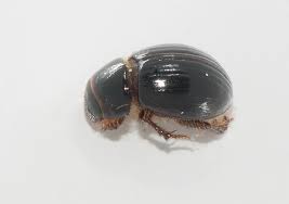 Attēlu rezultāti vaicājumam “Aegialia arenaria”