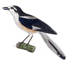 Image result for Lanius nubicus