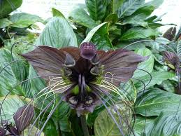 Image result for Tacca chantrieri