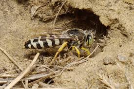 Attēlu rezultāti vaicājumam “Bembix rostrata”