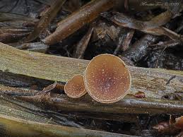 Attēlu rezultāti vaicājumam “Myriosclerotinia scirpicola”