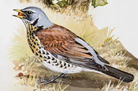 Attēlu rezultāti vaicājumam “Turdus pilaris”