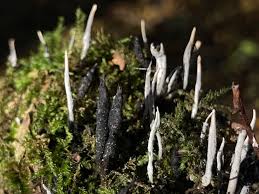 Attēlu rezultāti vaicājumam “Xylaria hypoxylon”