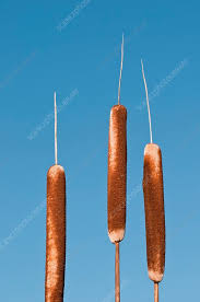 Attēlu rezultāti vaicājumam “Typha latifolia fruit”