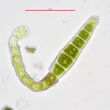 Attēlu rezultāti vaicājumam “Zygodon rupestris”