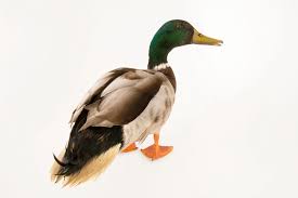 Attēlu rezultāti vaicājumam “Anas platyrhynchos male”