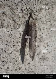 Attēlu rezultāti vaicājumam “Taleporia tubulosa”