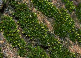 Attēlu rezultāti vaicājumam “Orthotrichum anomalum”