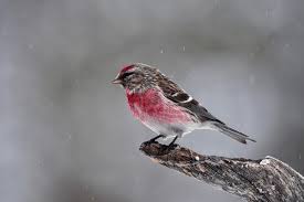 Attēlu rezultāti vaicājumam “Carduelis flammea female”