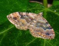 Attēlu rezultāti vaicājumam “Xanthorhoe quadrifasiata”