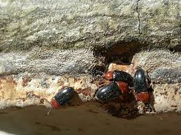 Attēlu rezultāti vaicājumam “Triplax russica”