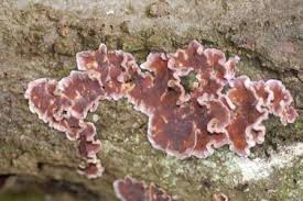 Attēlu rezultāti vaicājumam “Chondrostereum purpureum”