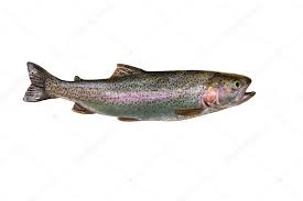 Image result for Oncorhynchus mykiss
