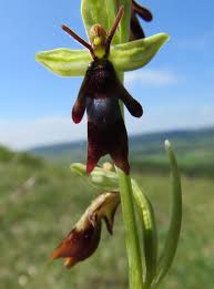 Attēlu rezultāti vaicājumam “Ophrys insectifera flower”