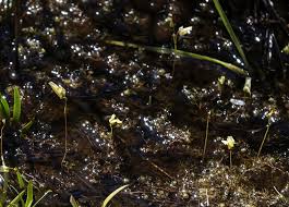 Attēlu rezultāti vaicājumam “Utricularia minor”