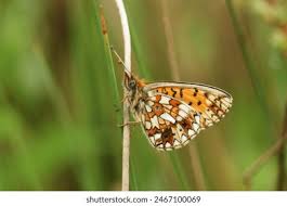 Attēlu rezultāti vaicājumam “Clossiana selene upperside”