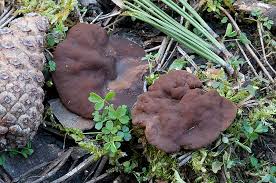 Attēlu rezultāti vaicājumam “Discina perlata”