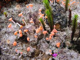 Attēlu rezultāti vaicājumam “Dibaeis baeomyces”