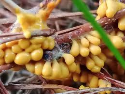 Attēlu rezultāti vaicājumam “Leocarpus fragilis macro”