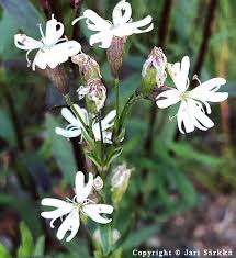 Attēlu rezultāti vaicājumam “Silene tatarica”