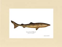 Image result for Somniosus microcephalus