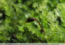 Attēlu rezultāti vaicājumam “Oxyrrhynchium hians var. rigidum”