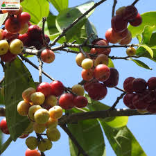 Attēlu rezultāti vaicājumam “Libanotis montana fruit”