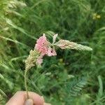 Attēlu rezultāti vaicājumam “Onobrychis arenaria fruit”