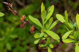 Attēlu rezultāti vaicājumam “Myrica gale fruit”