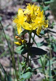 Attēlu rezultāti vaicājumam “Hypericum maculatum flower”
