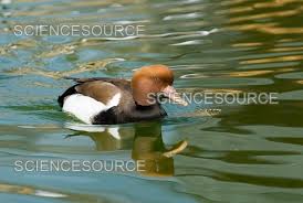 Image result for Netta rufina