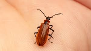 Attēlu rezultāti vaicājumam “Schizotus pectinicornis larva”