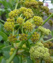 Attēlu rezultāti vaicājumam “Levisticum officinale flower”