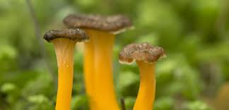 Attēlu rezultāti vaicājumam “Cantharellus lutescens”