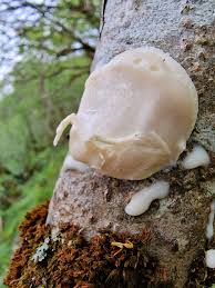 Attēlu rezultāti vaicājumam “Amaurochaete atra young”