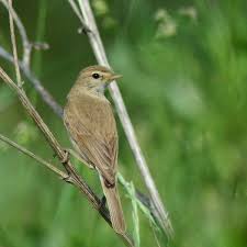 Image result for Hippolais caligata