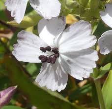 Attēlu rezultāti vaicājumam “Microbotryum tragopogonis - pratensis”