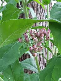 Attēlu rezultāti vaicājumam “Valeriana officinalis bud”