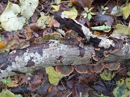 Attēlu rezultāti vaicājumam “Junghuhnia pseudozilingiana”